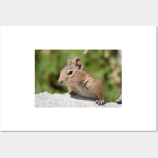 Young cascade golden-mantled ground squirrel Posters and Art